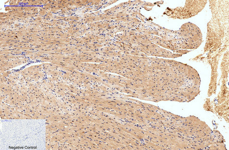 Anti-Hydroxyacid Oxidase 1 (4B4) Mouse Monoclonal Antibody