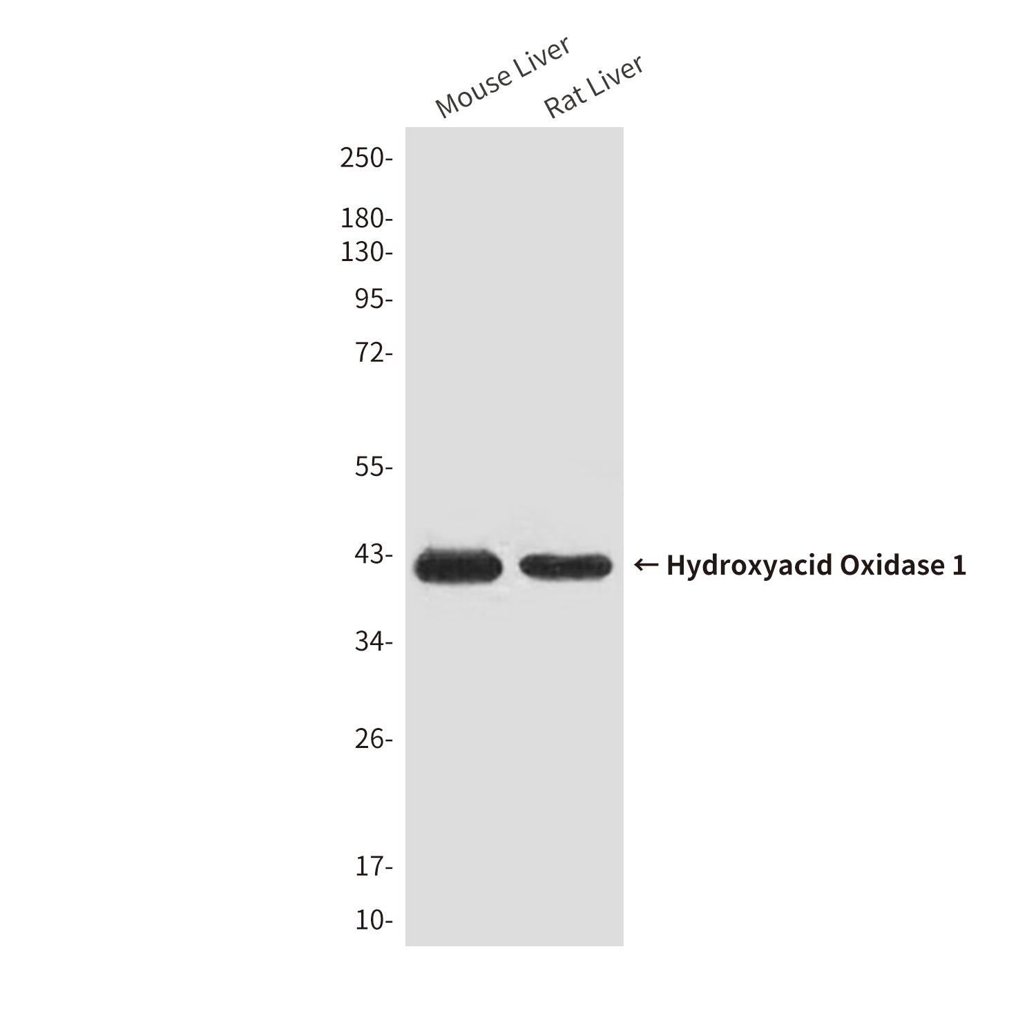 Anti-Hydroxyacid Oxidase 1 (4B4) Mouse Monoclonal Antibody