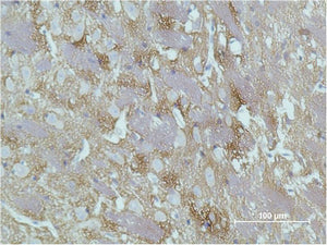 Anti-GAP43 (10C7) Mouse Monoclonal Antibody