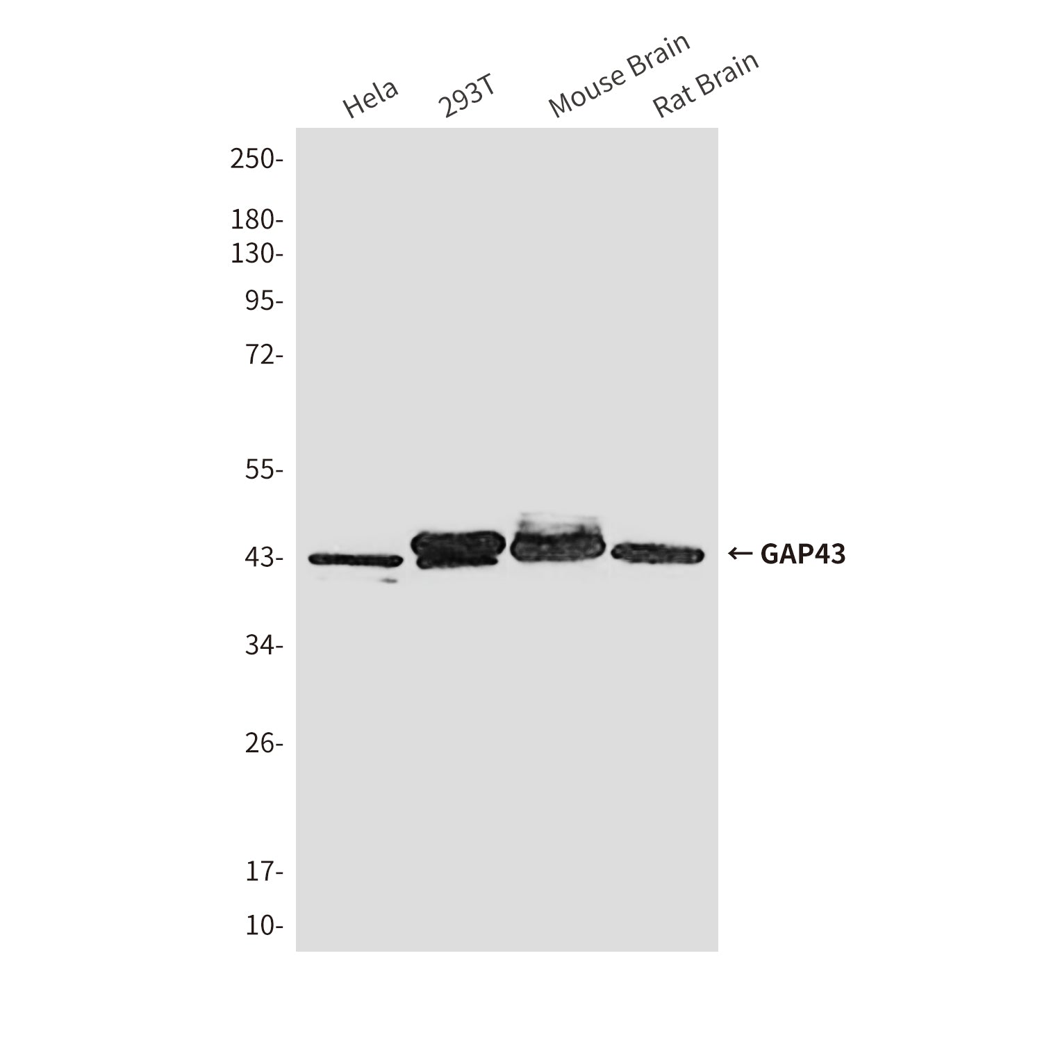Anti-GAP43 (10C7) Mouse Monoclonal Antibody