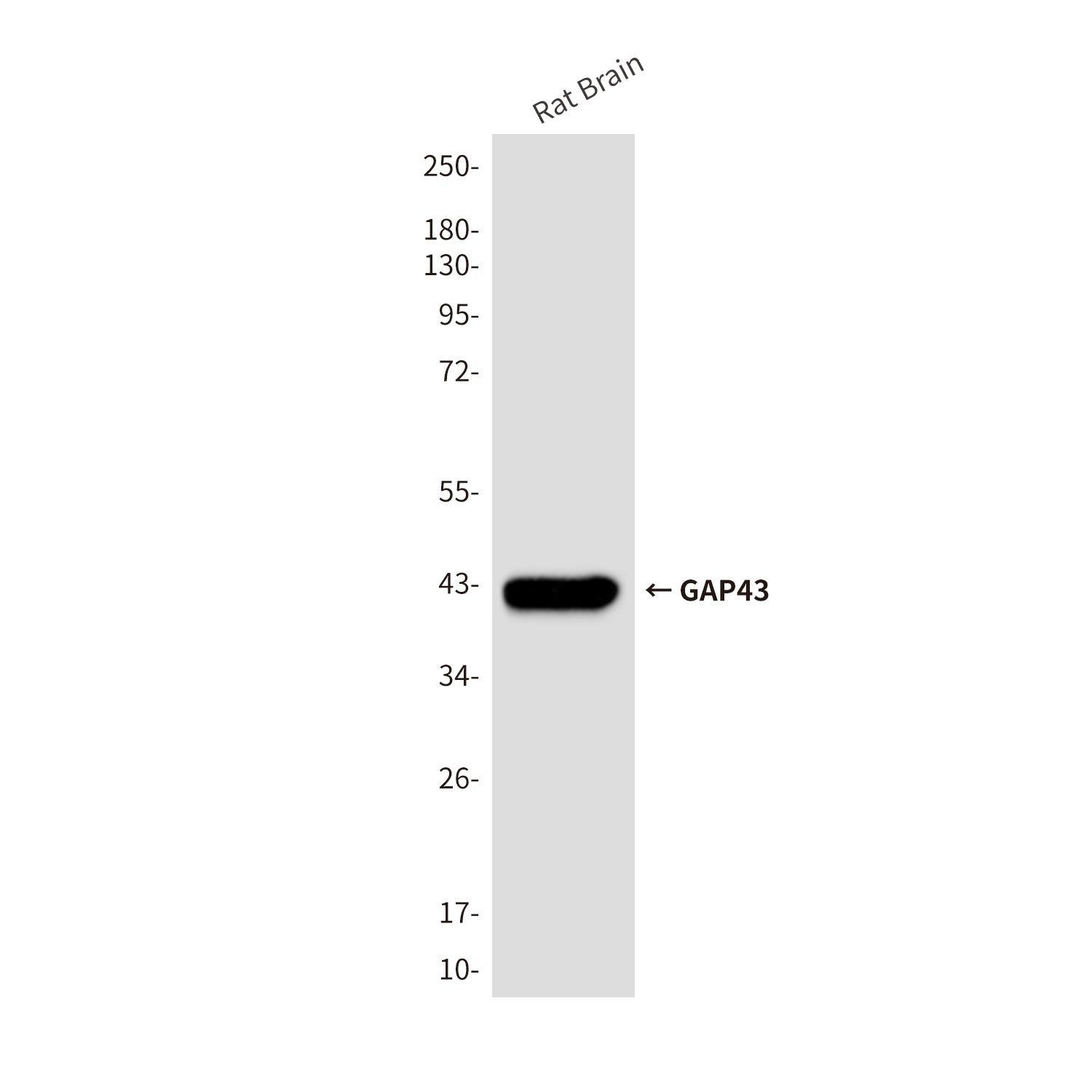Anti-GAP43 (10C7) Mouse Monoclonal Antibody