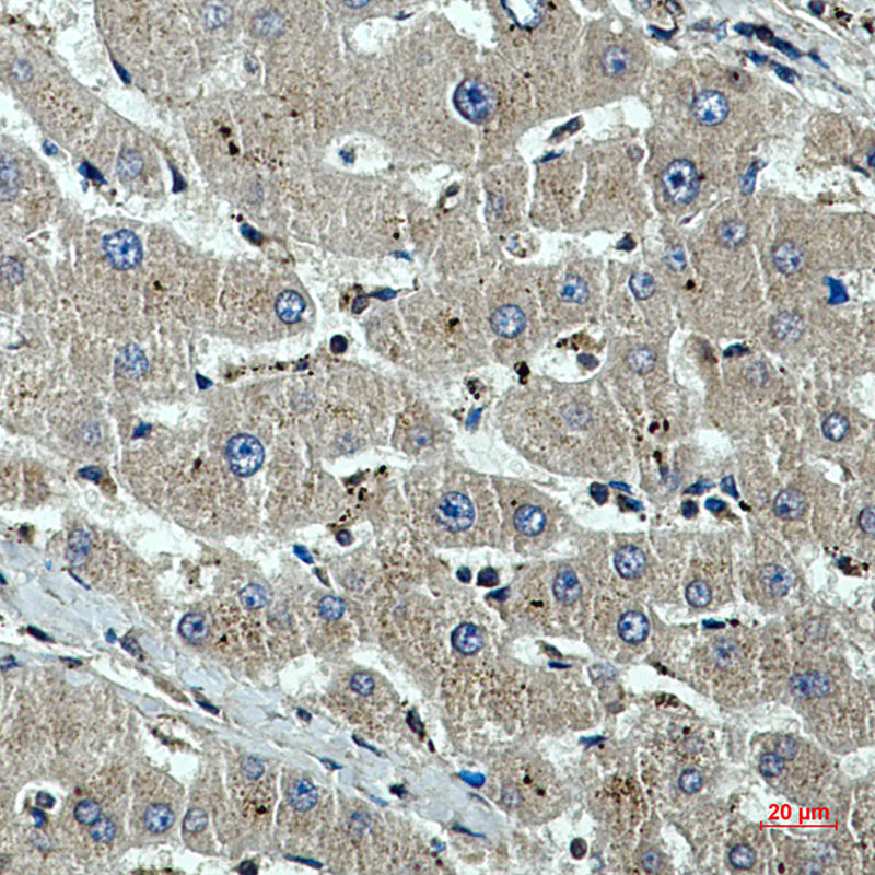 Anti-beta I Tubulin (1H10) Mouse Monoclonal Antibody