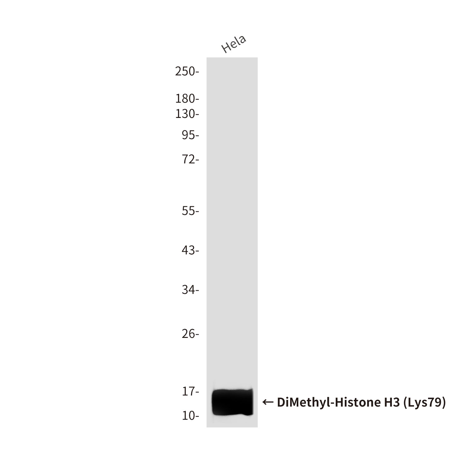 Anti-DiMethyl-Histone H3 (Lys79) (8E8) Mouse Monoclonal Antibody