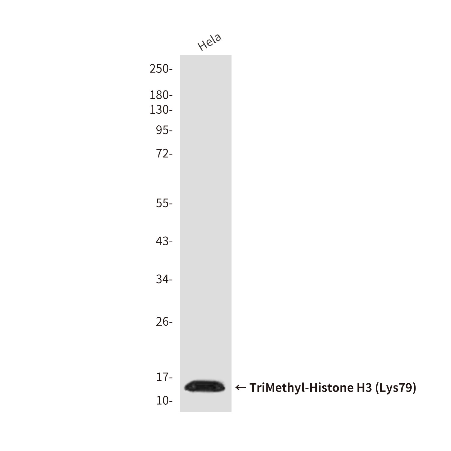 Anti-TriMethyl-Histone H3 (Lys79) (8G4) Mouse Monoclonal Antibody