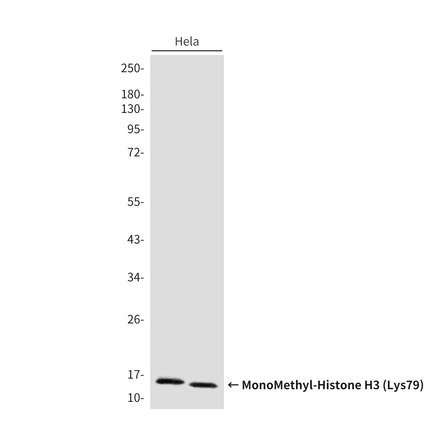 Anti-MonoMethyl-Histone H3 (Lys79) (6H1) Mouse Monoclonal Antibody