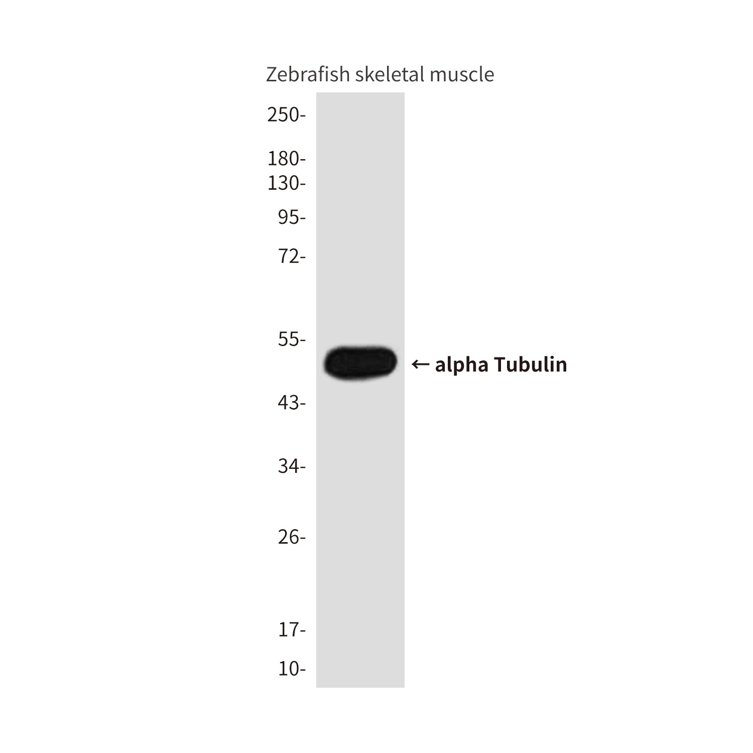 Anti-alpha Tubulin (Zebrafish Specific) (4C7) Mouse Monoclonal Antibody