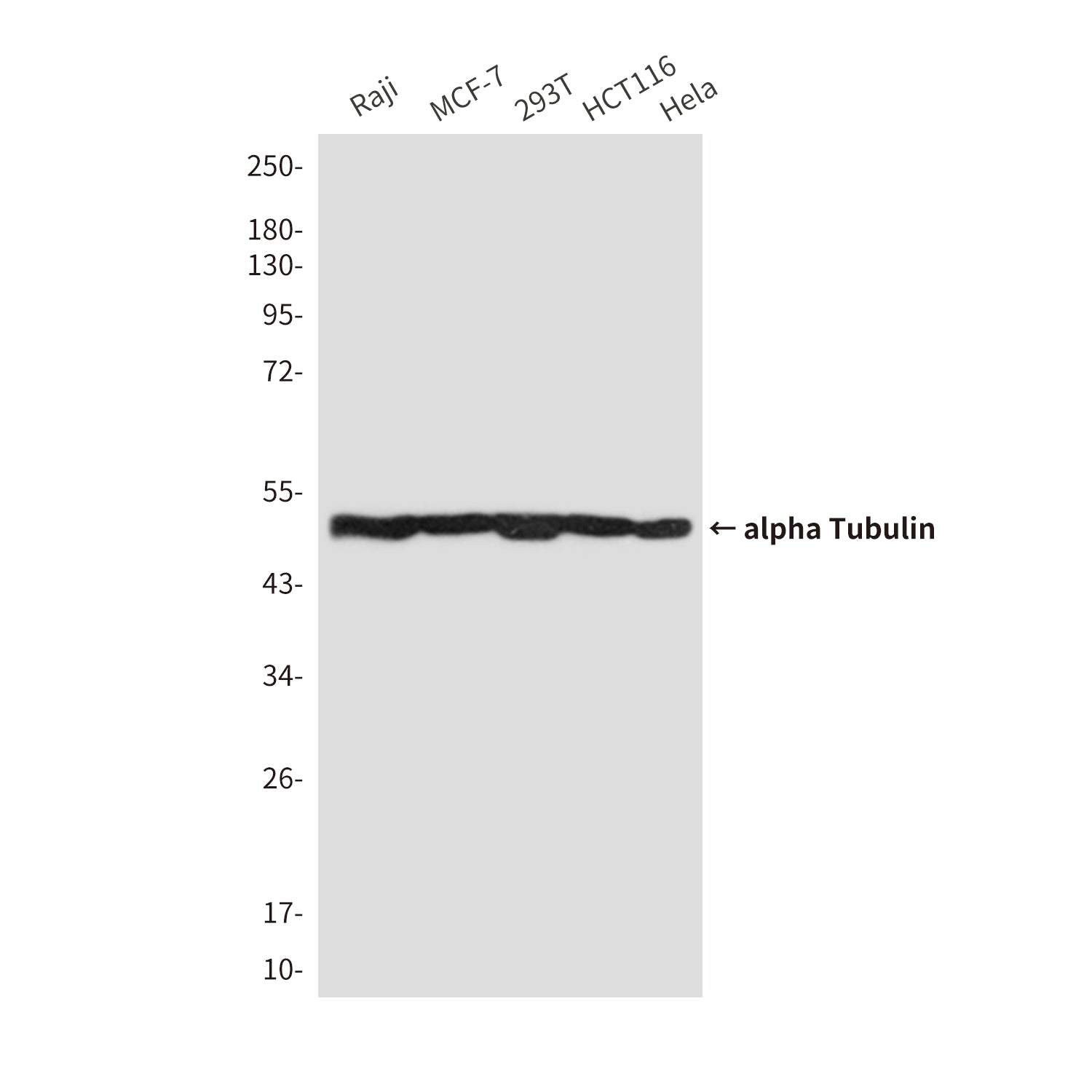 Anti-alpha Tubulin (Zebrafish Specific) (4C7) Mouse Monoclonal Antibody