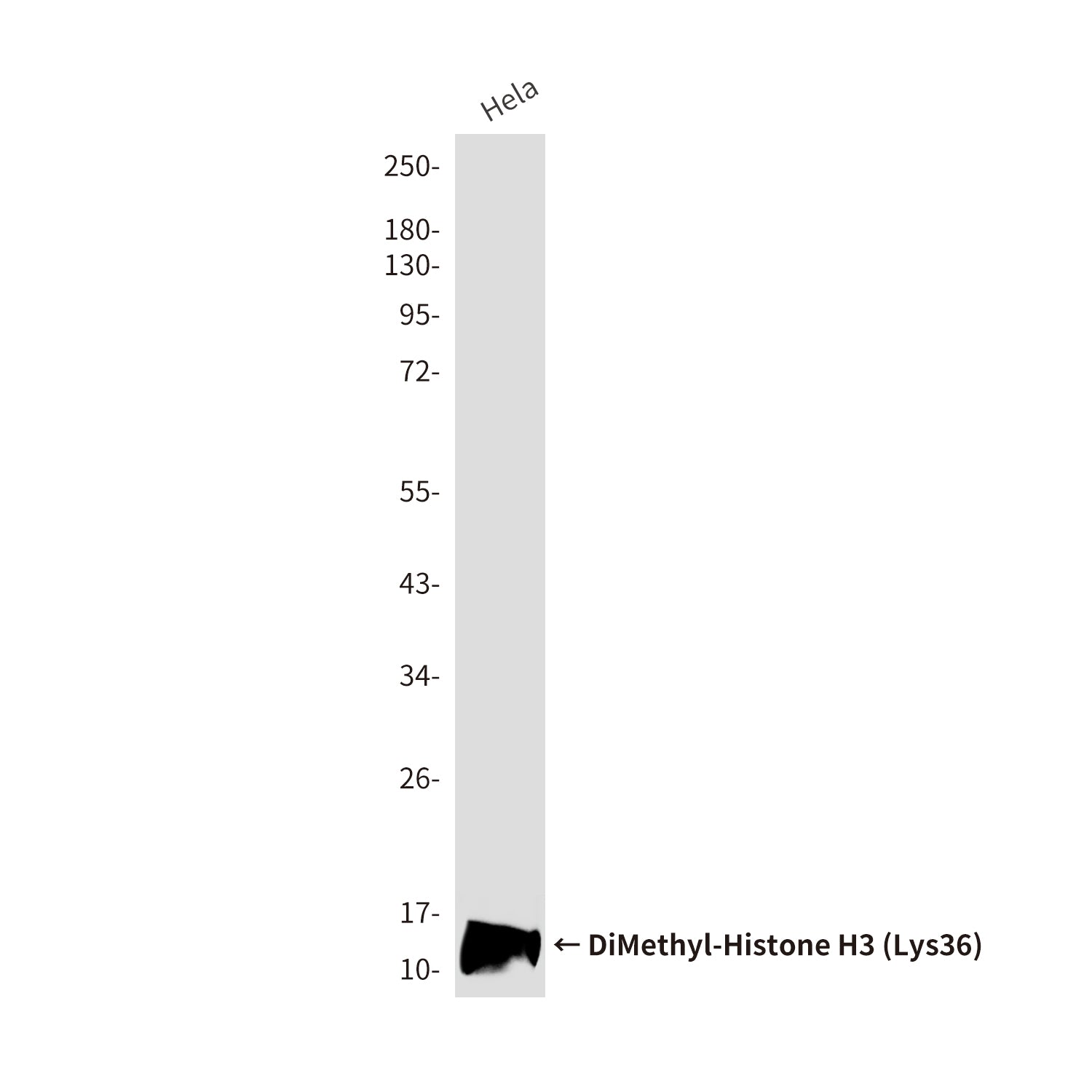Anti-DiMethyl-Histone H3 (Lys36) (1B4) Mouse Monoclonal Antibody
