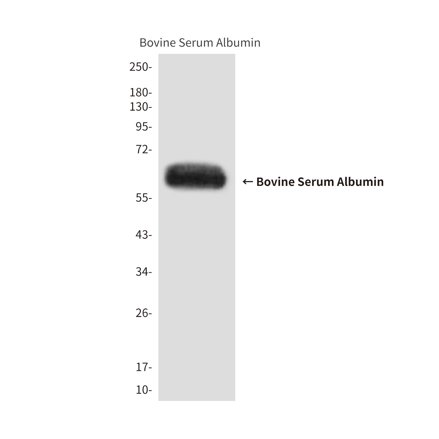 Anti-Bovine Serum Albumin (10G8) Mouse Monoclonal Antibody