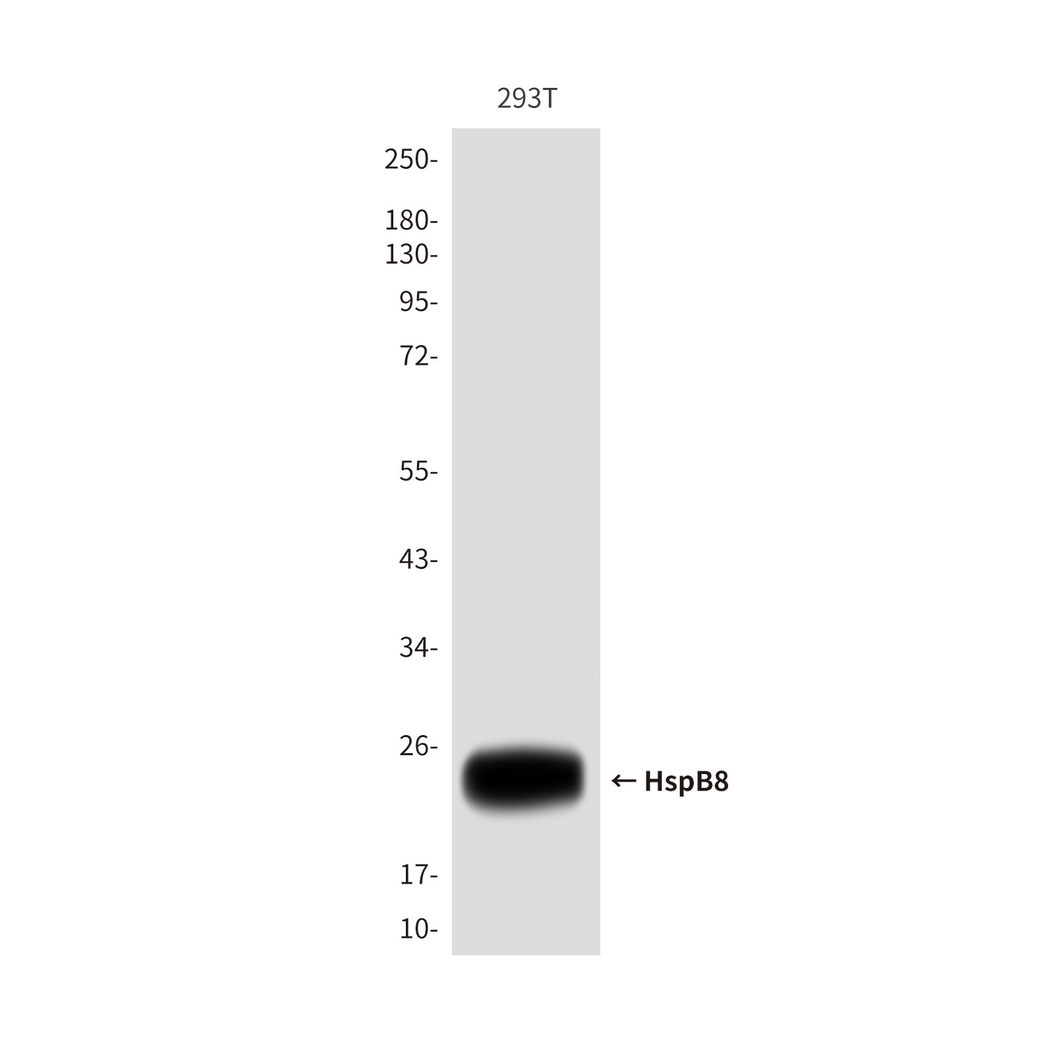 Anti-HspB8 (1D7) Mouse Monoclonal Antibody