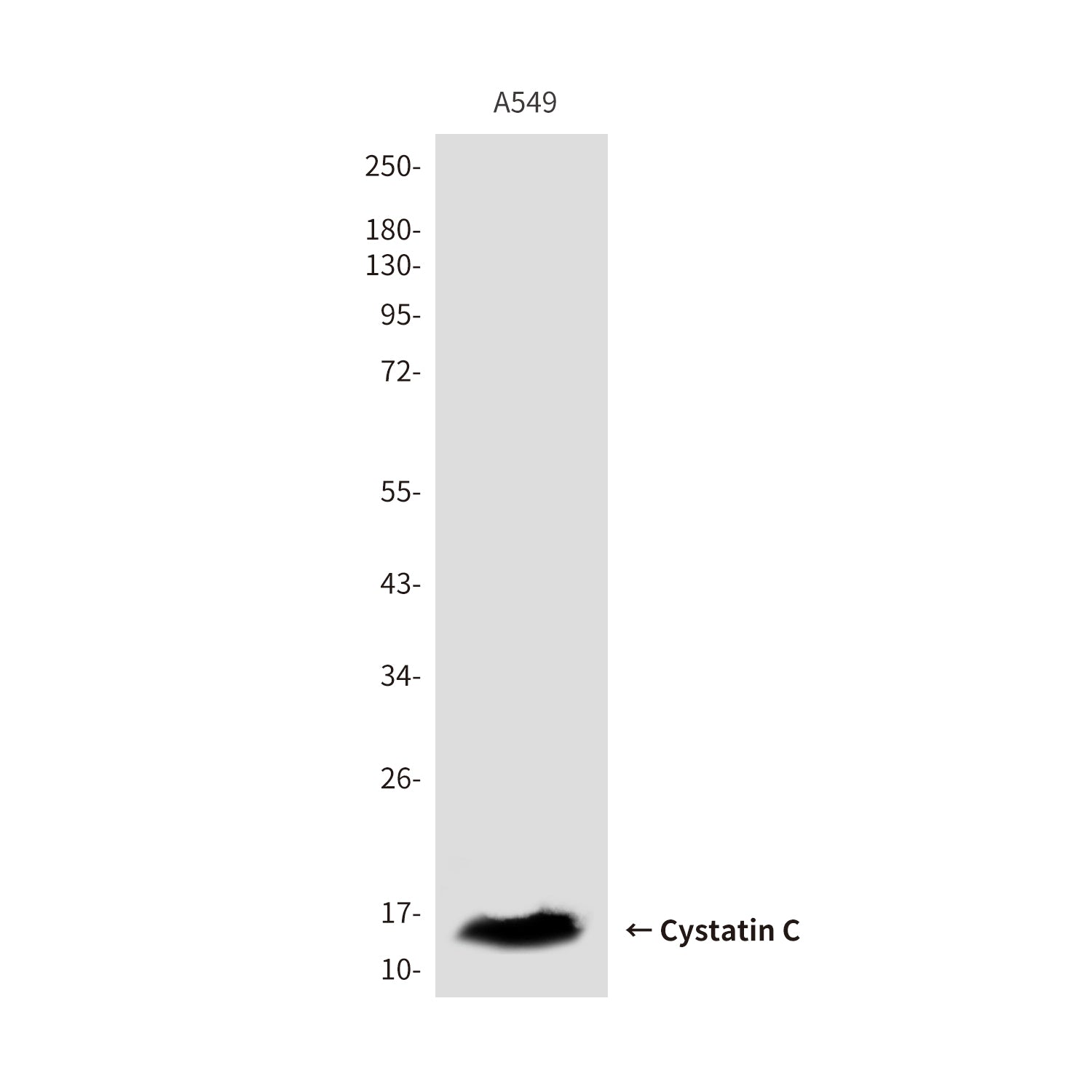 Anti-Cystatin C (3C8) Mouse Monoclonal Antibody
