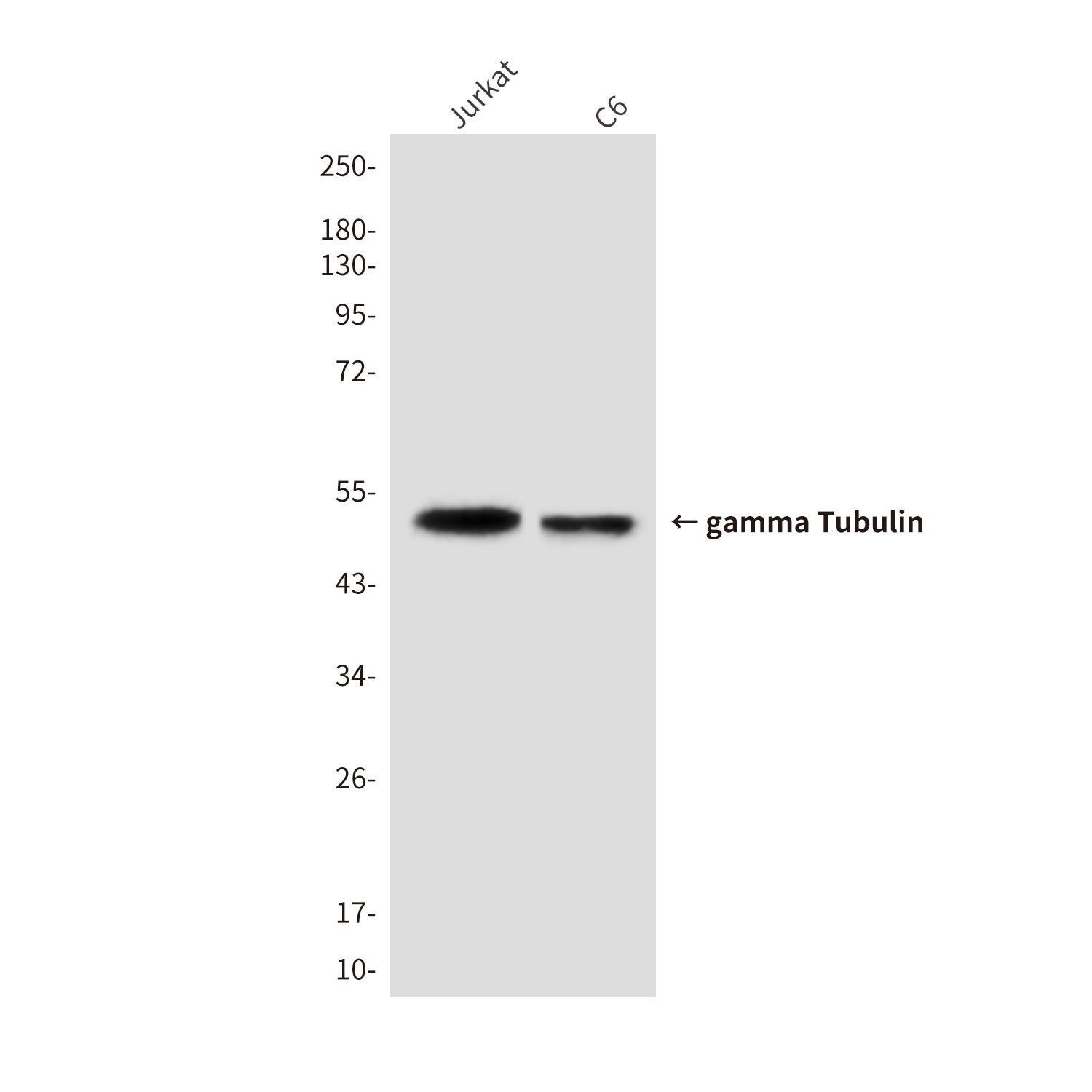 Anti-gamma Tubulin (6A10) Mouse Monoclonal Antibody