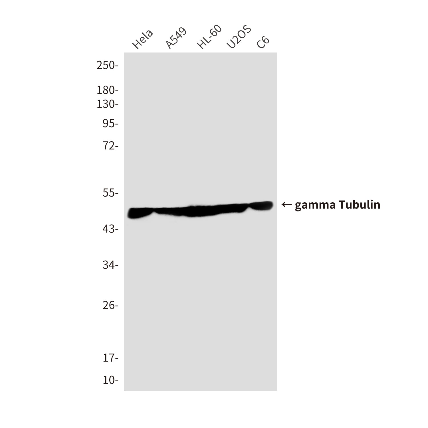 Anti-gamma Tubulin (6A10) Mouse Monoclonal Antibody