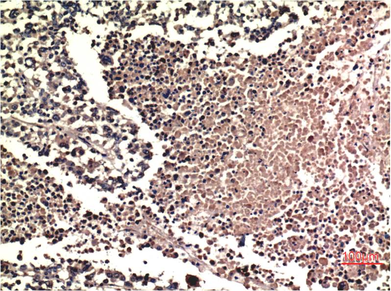 Anti-ERK1/2 (1B4) Mouse Monoclonal Antibody