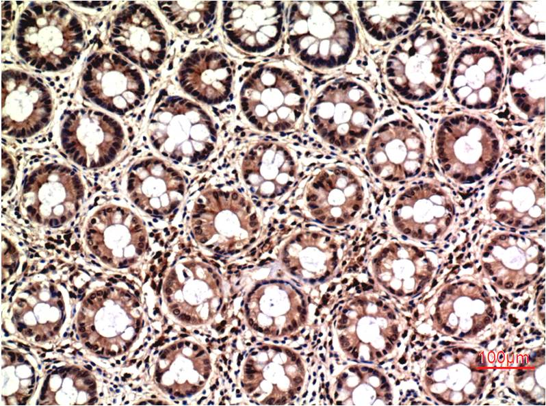 Anti-ERK1/2 (1B4) Mouse Monoclonal Antibody