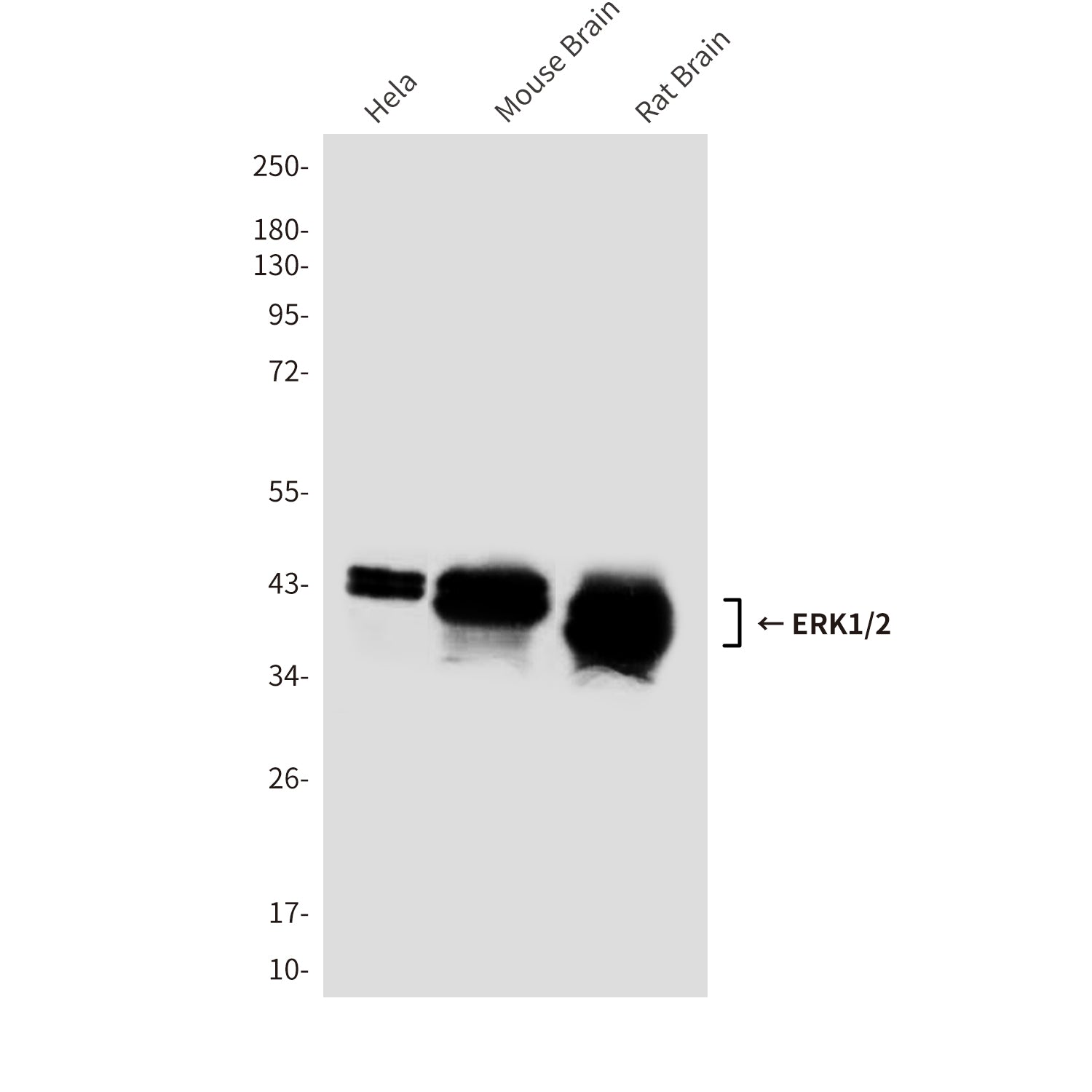 Anti-ERK1/2 (1B4) Mouse Monoclonal Antibody