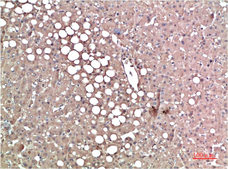 Anti-Prealbumin (1F6) Mouse Monoclonal Antibody