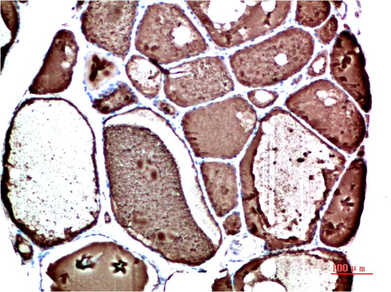 Anti-Prealbumin (1F6) Mouse Monoclonal Antibody