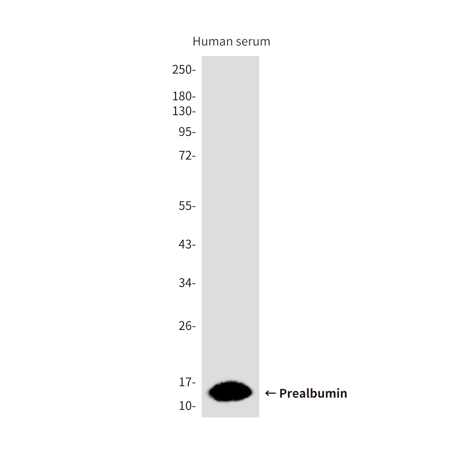 Anti-Prealbumin (1F6) Mouse Monoclonal Antibody