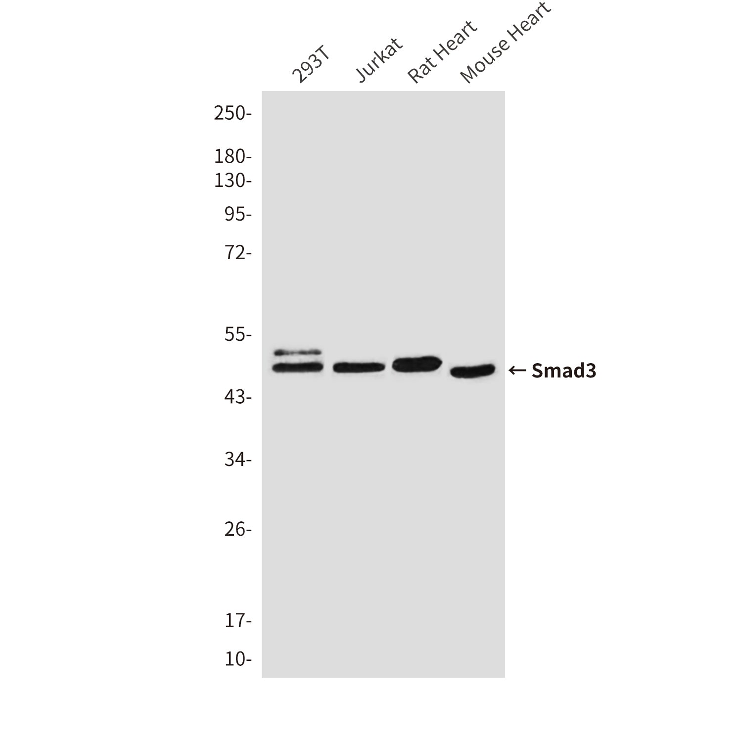 Anti-Smad3 (4H4) Mouse Monoclonal Antibody