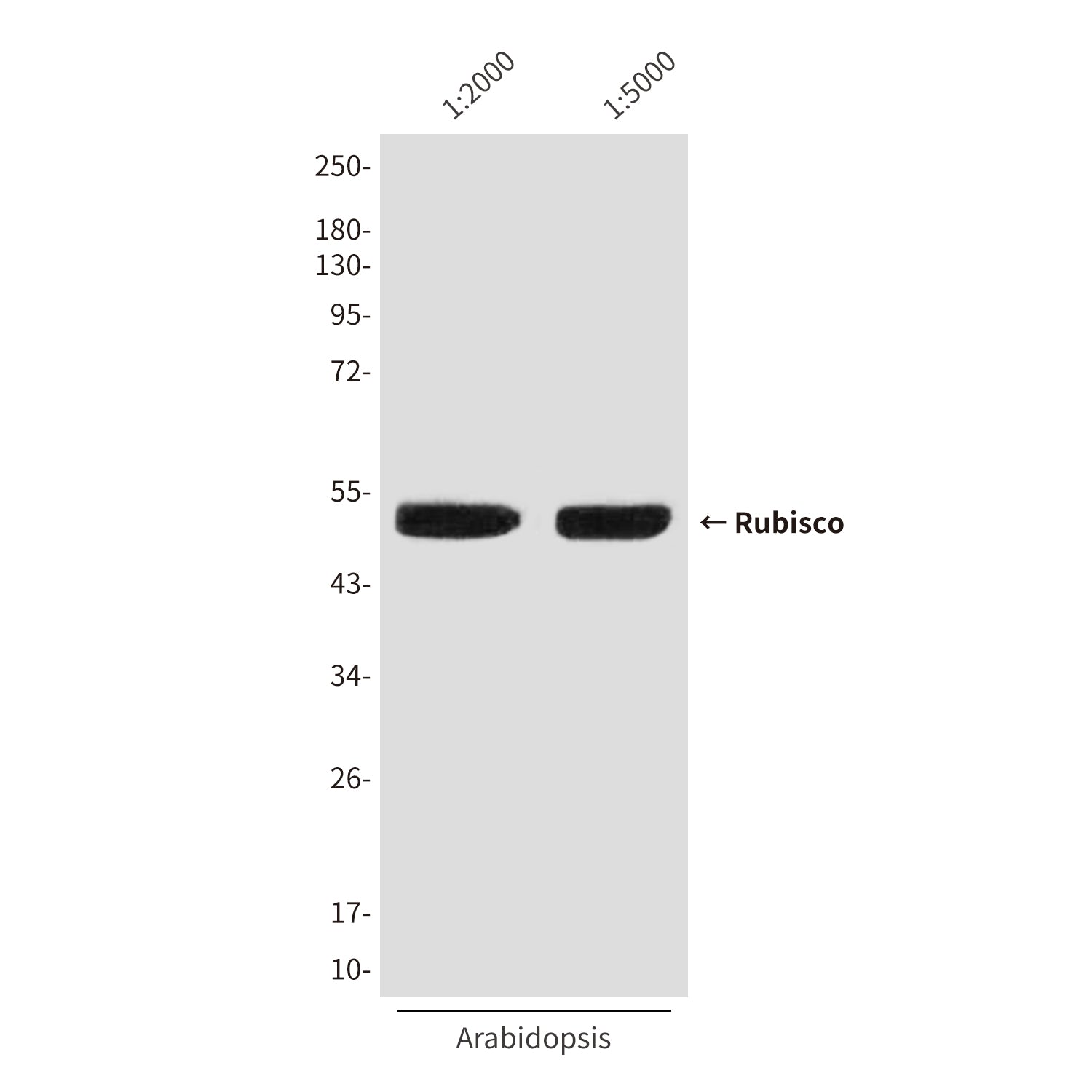 Anti-Rubisco (1E3) Mouse Monoclonal Antibody