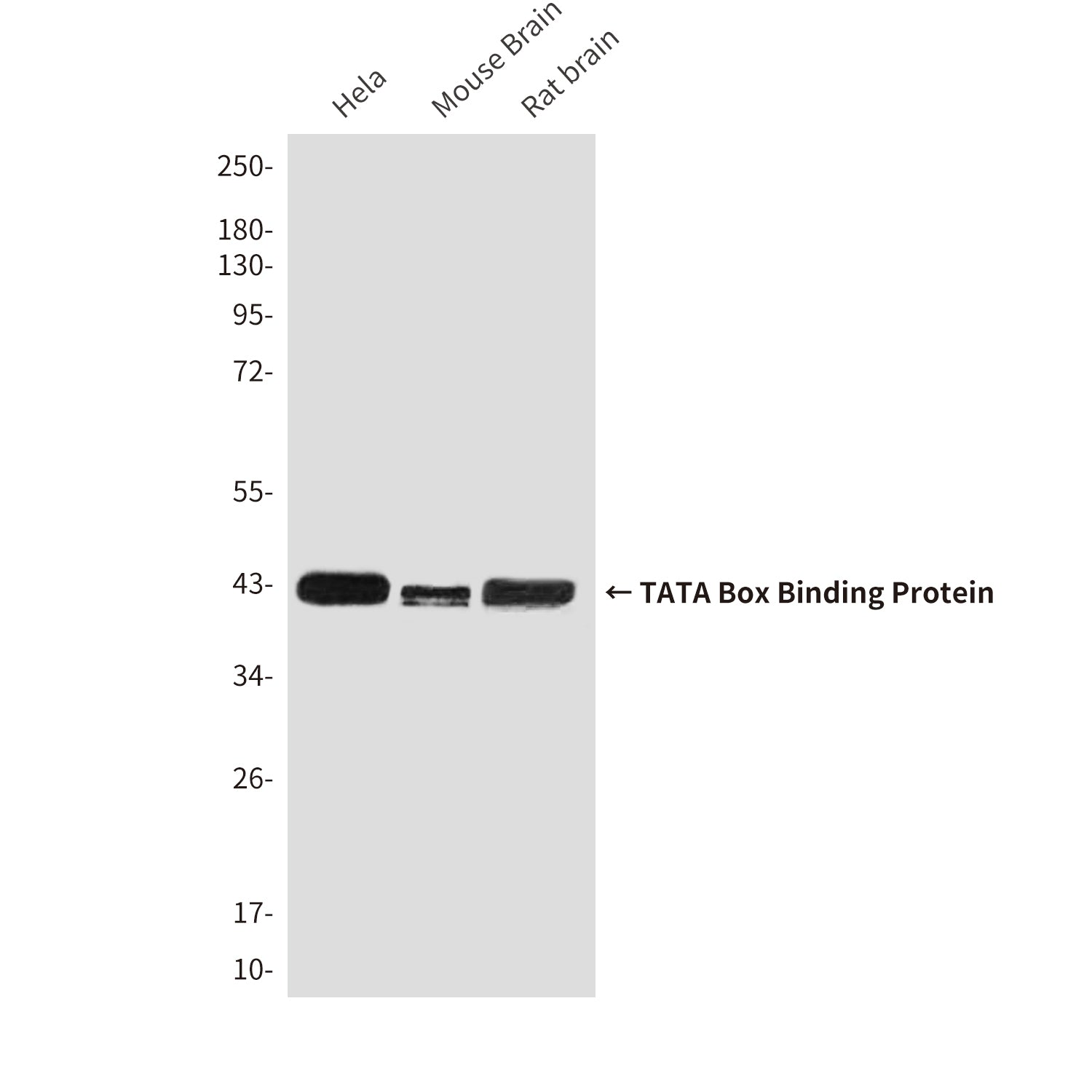 Anti-TATA Box Binding Protein (9D1) Mouse Monoclonal Antibody