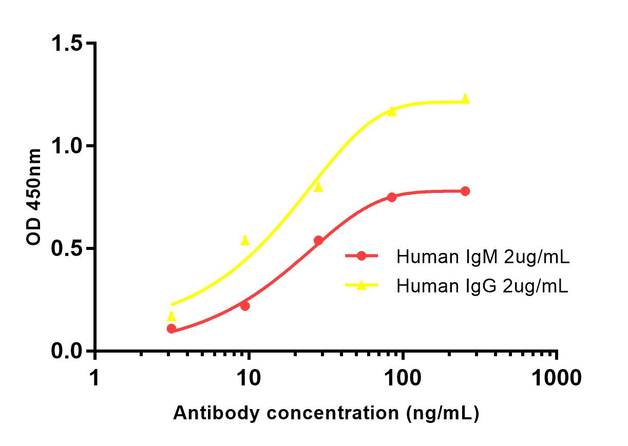 Anti-Human kappa Light Chain Rabbit Polyclonal Antibody