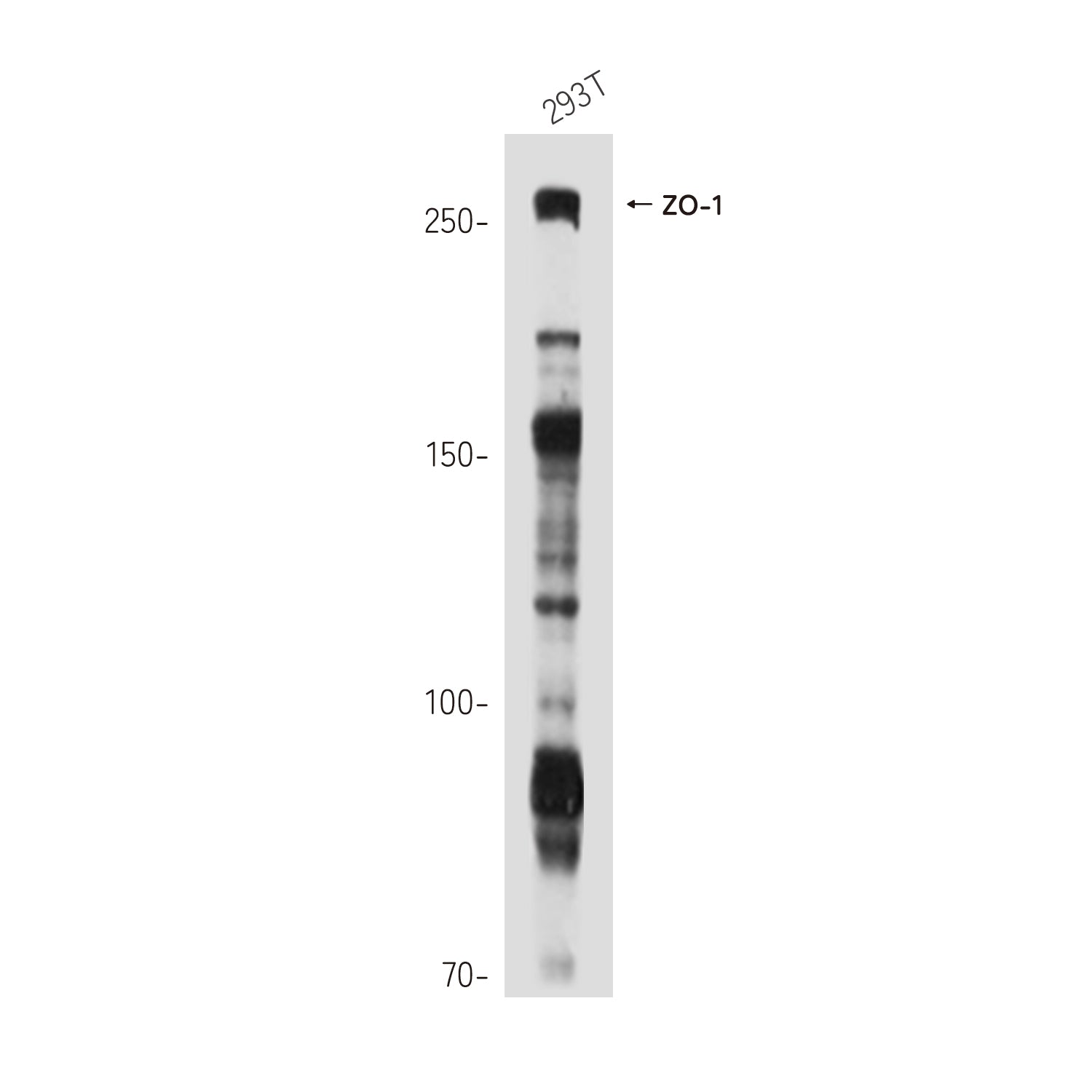 Anti-ZO-1 tight junction protein Rabbit Polyclonal Antibody