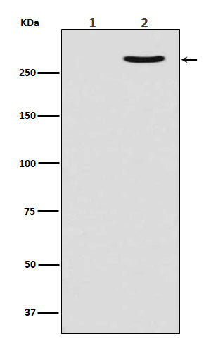 Anti-Phospho-RNA Polymerase II Subunit B1 (Ser2) Rabbit Polyclonal Antibody