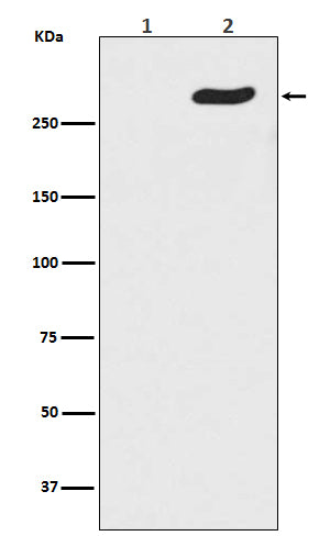 Anti-Phospho-RNA Polymerase II Subunit B1 (Ser5) Rabbit Polyclonal Antibody