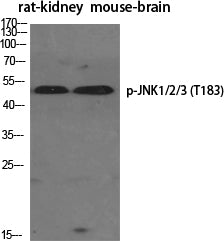 Anti-Phospho-JNK (Thr183) Rabbit Polyclonal Antibody
