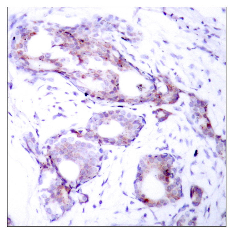 Anti-Phospho-c-Myc (Ser373) Rabbit Polyclonal Antibody
