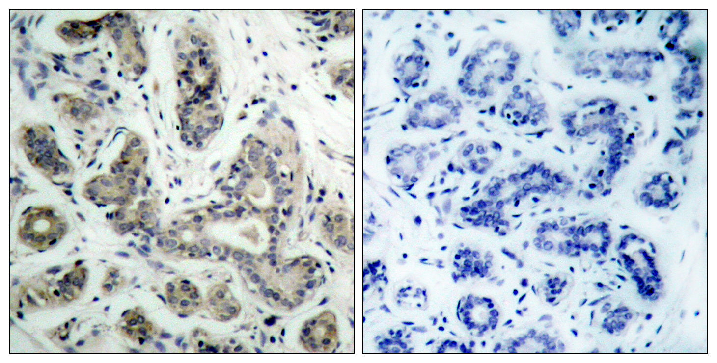 Anti-Phospho-Bad (Ser136) Rabbit Polyclonal Antibody