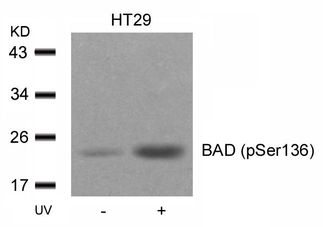 Anti-Phospho-Bad (Ser136) Rabbit Polyclonal Antibody