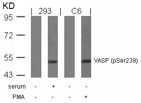 Anti-Phospho-VASP (Ser239) Rabbit Polyclonal Antibody