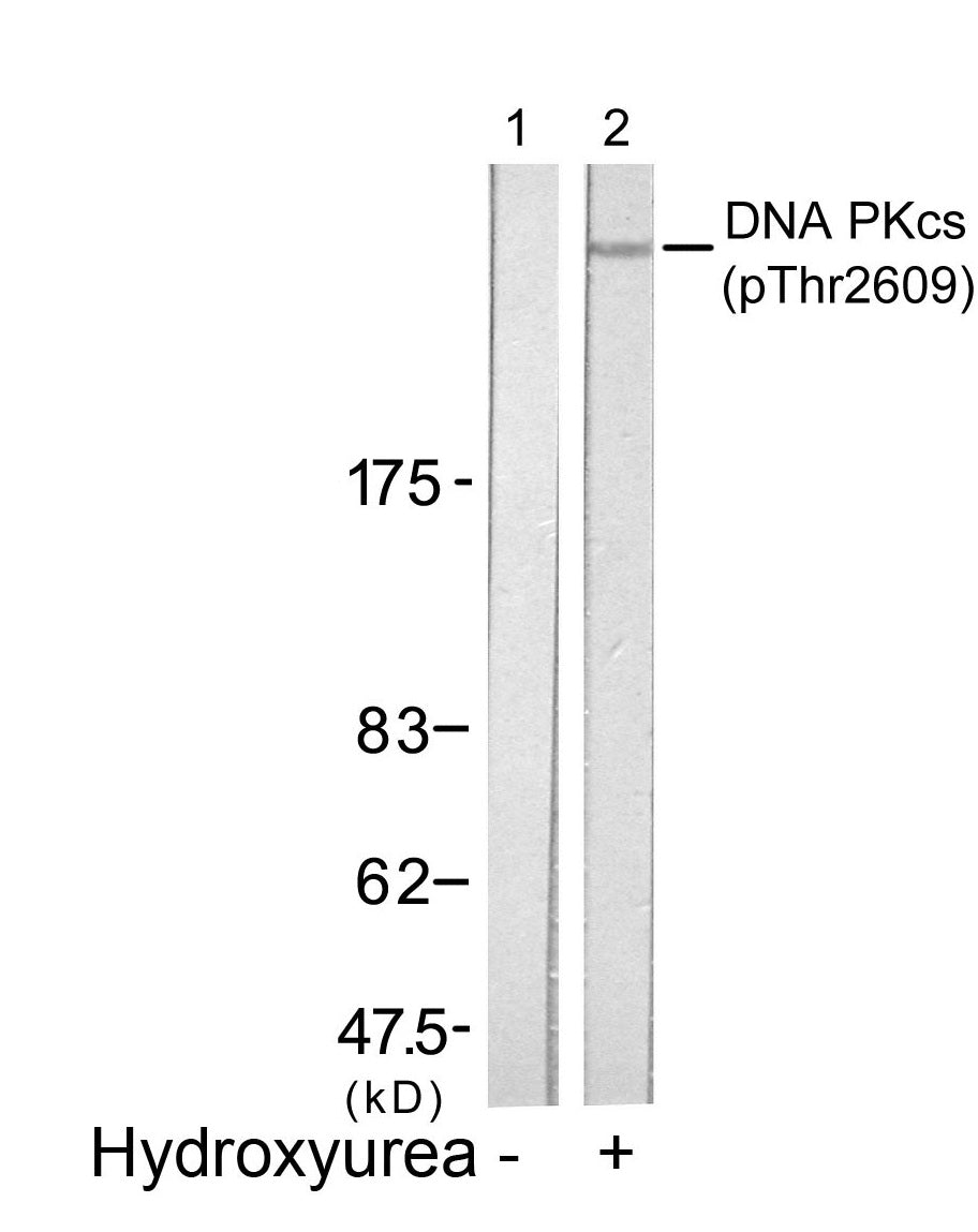 Anti-Phospho-DNA PKcs (Thr2609) Rabbit Polyclonal Antibody