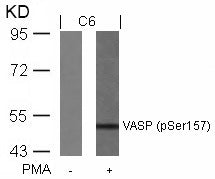 Anti-Phospho-VASP (Ser157) Rabbit Polyclonal Antibody