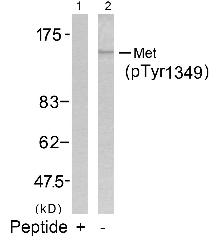 Anti-Phospho-c-Met (Tyr1349) Rabbit Polyclonal Antibody