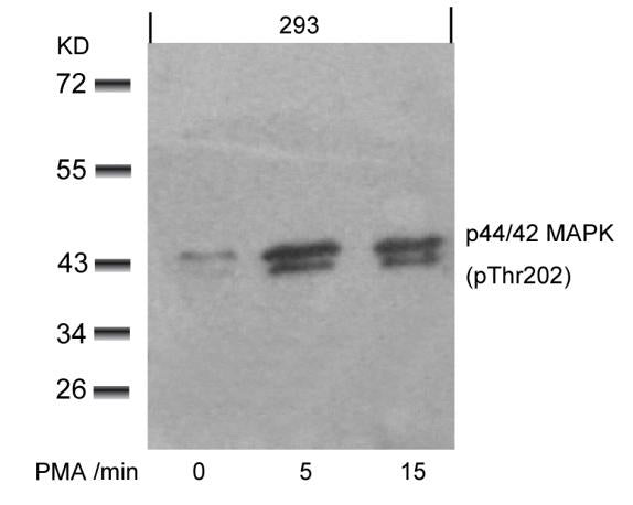 Anti-Phospho-ERK1/2 (Thr202/Thr185) Rabbit Polyclonal Antibody