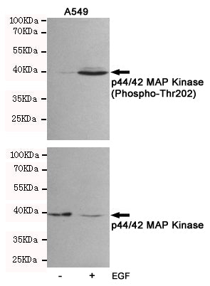 Anti-Phospho-ERK1/2 (Thr202/Thr185) Rabbit Polyclonal Antibody