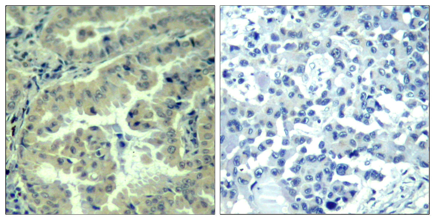 Anti-Phospho-eIF4G (Ser1231) Rabbit Polyclonal Antibody