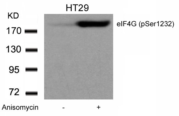 Anti-Phospho-eIF4G (Ser1231) Rabbit Polyclonal Antibody