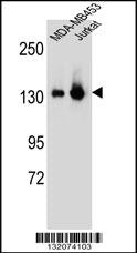 Anti-SF3B3 Rabbit Polyclonal Antibody