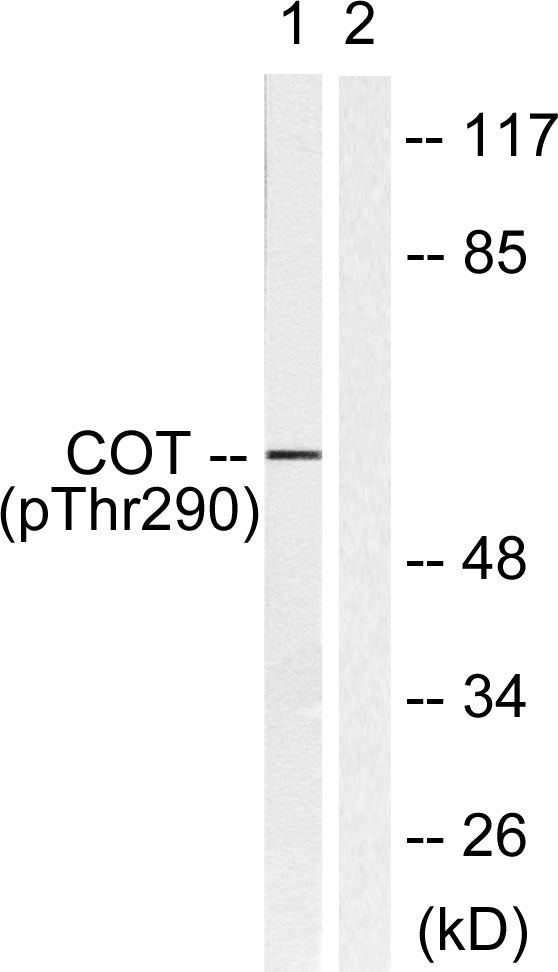 Anti-Phospho-COT (Thr290) Rabbit Polyclonal Antibody