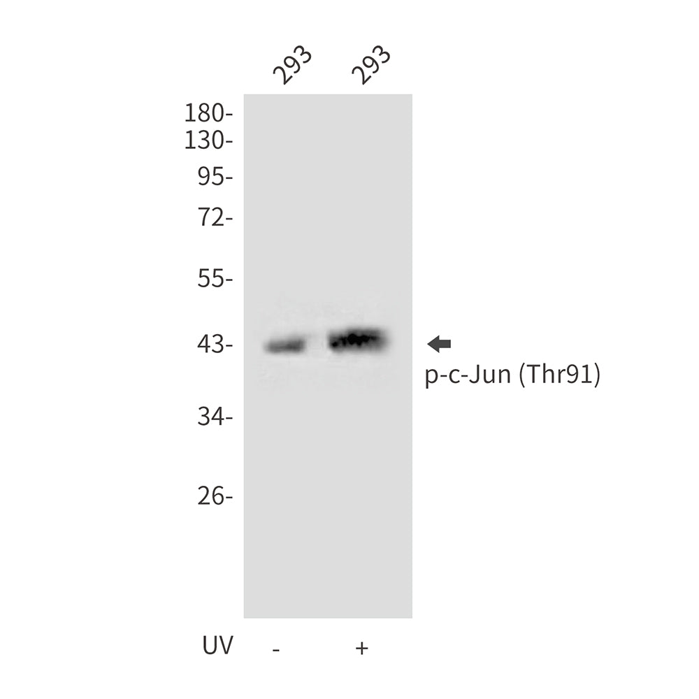 Anti-Phospho-c-Jun (Thr91) Rabbit Polyclonal Antibody