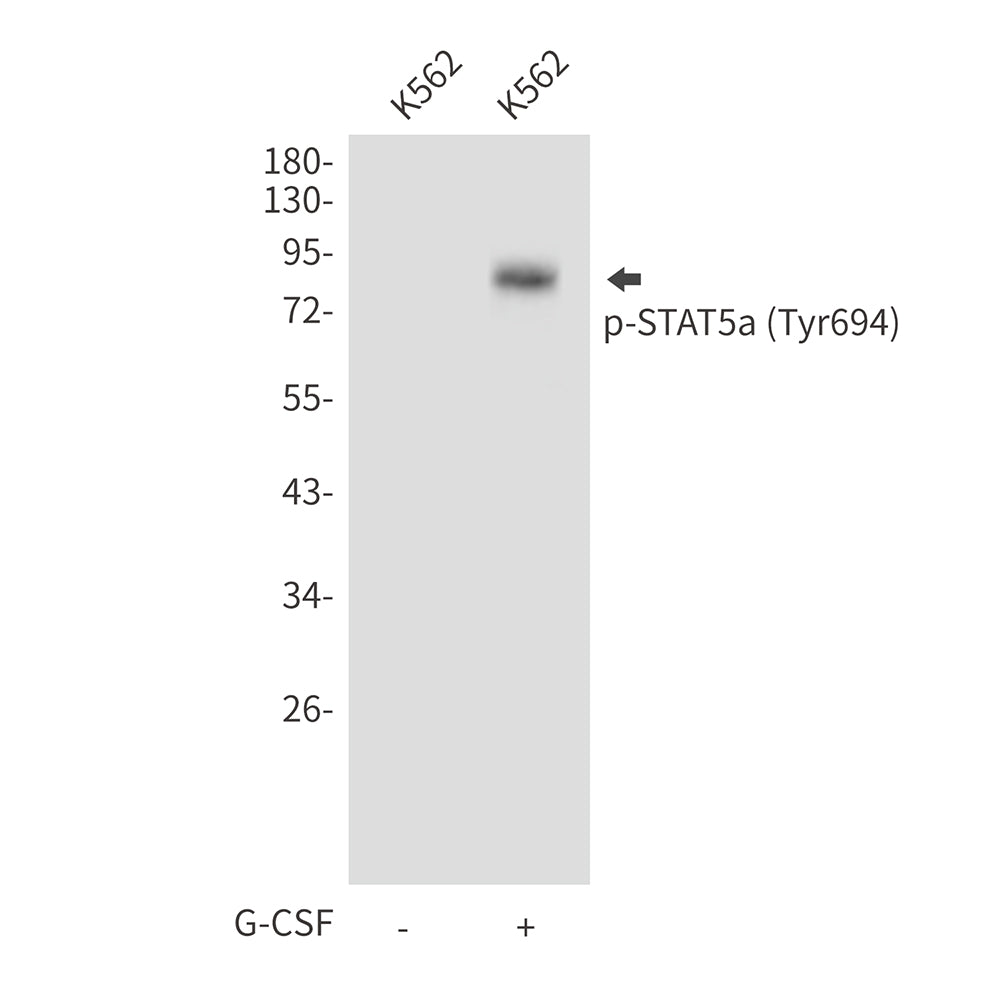 Anti-Phospho-STAT5a (Tyr694) Rabbit Polyclonal Antibody