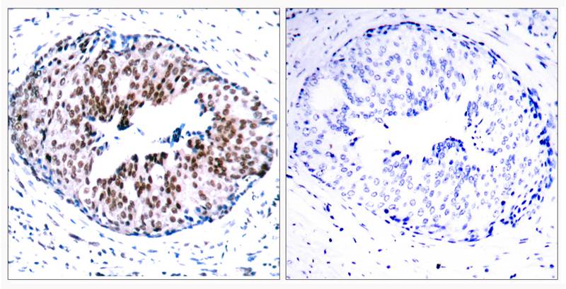 Anti-Phospho-STAT5a (Ser780) Rabbit Polyclonal Antibody