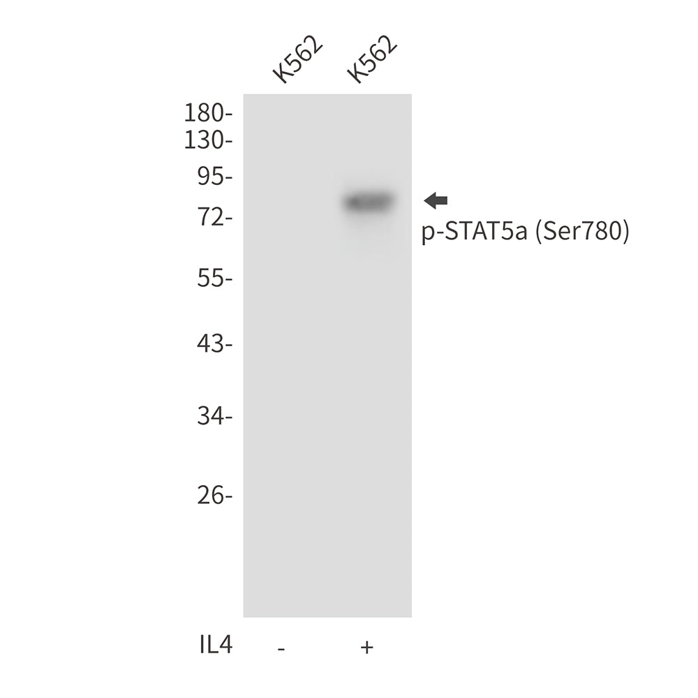 Anti-Phospho-STAT5a (Ser780) Rabbit Polyclonal Antibody