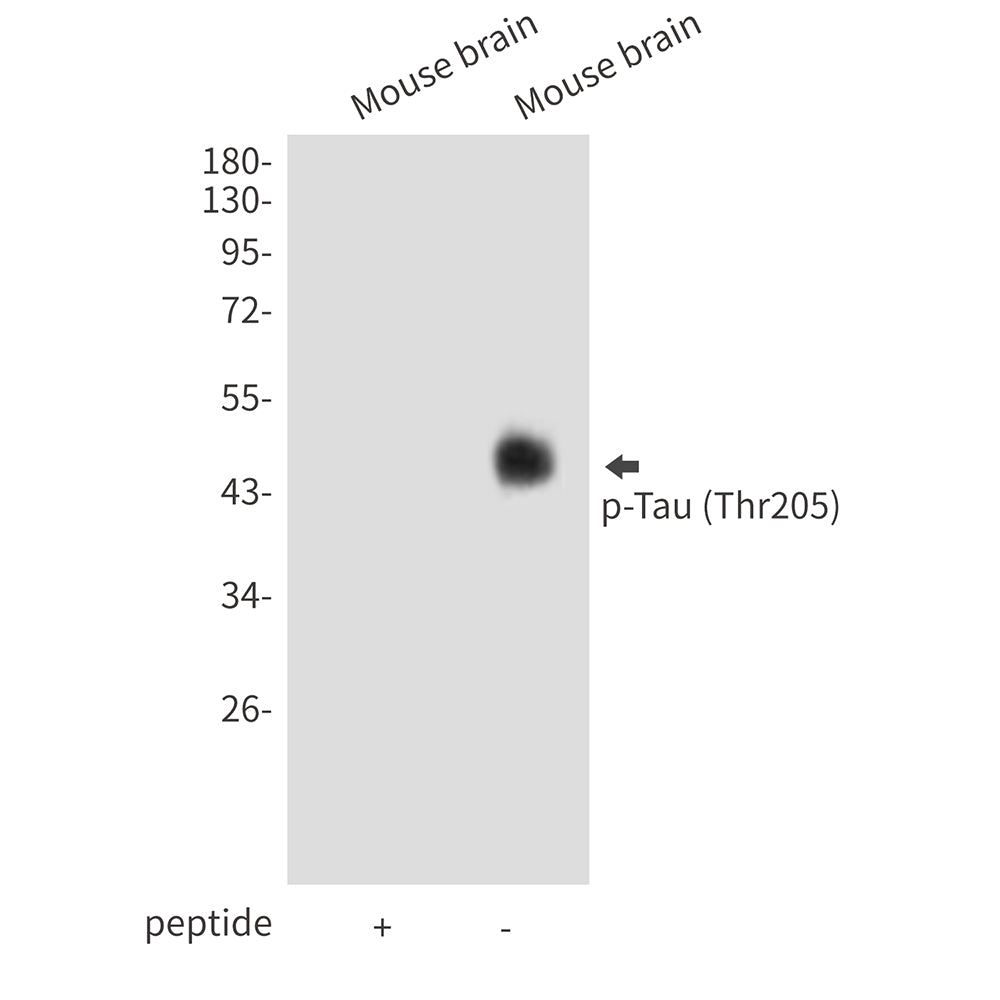 Anti-Phospho-Tau (Thr205) Rabbit Polyclonal Antibody