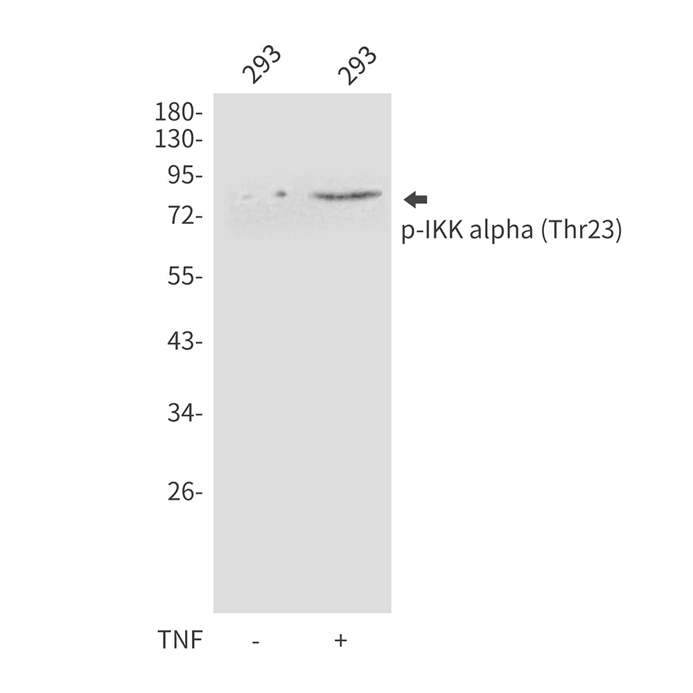 Anti-Phospho-IKK alpha (Thr23) Rabbit Polyclonal Antibody